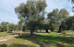 Sale Land with sea view Carovigno 11